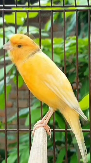 Canary Bird Sound Like Music Melody | Sweet Singing Voice | Animal Short Video with Nature #shorts