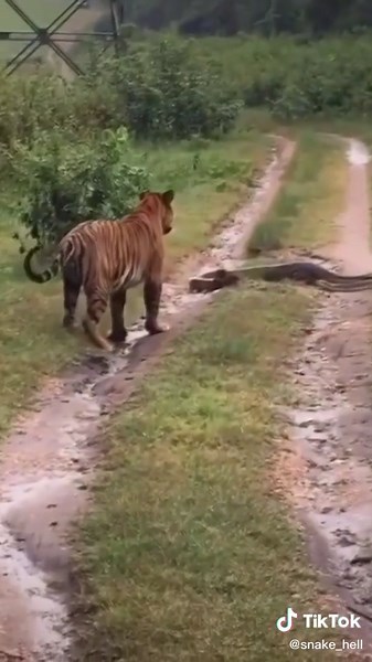 TikTokでChannel about dogsさんをチェック！