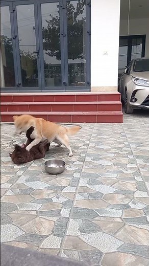 Two dogs are fighting over food. #mypetdog