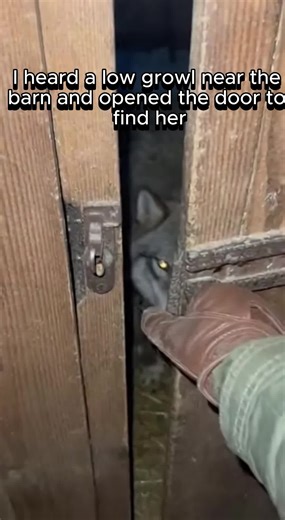 #animals #love #wholesome #dog #wolves | wolves