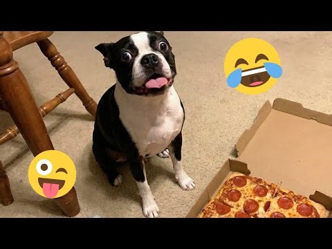 Funny Dogs Compilation – Best Dog Videos 2025 🐕🤣 #12