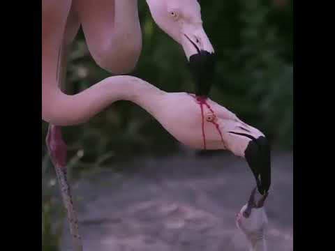 These flamingos are trying to feed theirs chick with red crop milk