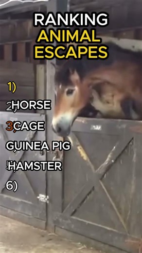 Top 5 Best Animal Escapes Ever 🐾💨