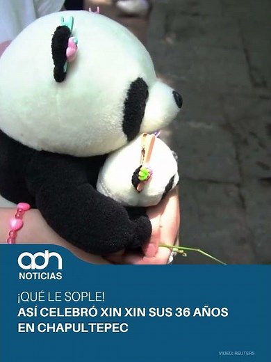 World record in Mexico! Xin Xin the panda celebrates her 36th birthday at Chapultepec