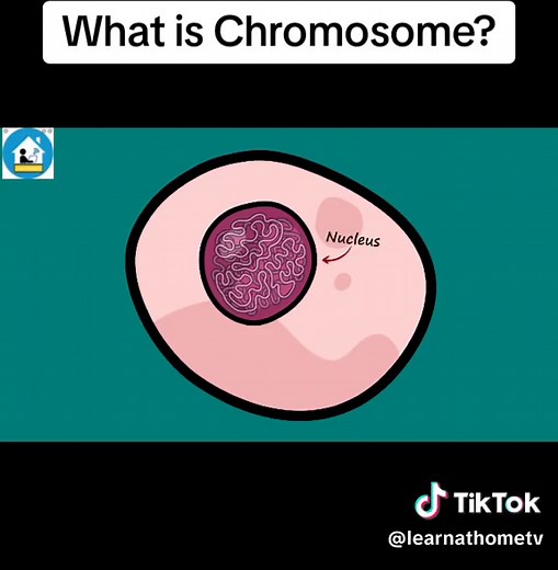 Understanding Chromosomes: Explained and Demystified