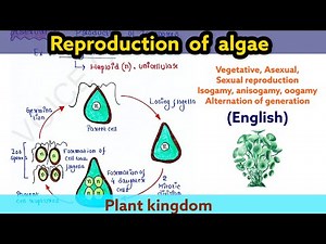 Reproduction in Algae | Plant kingdom | Boards | NEET | UG | PG