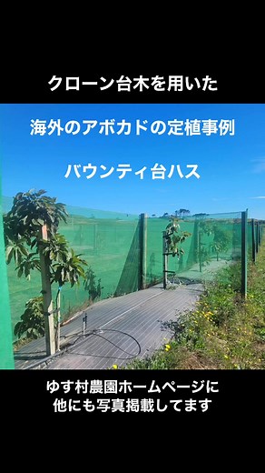 #アボカド #クローン台木 #バウンティ台木 #ハス #定植 #高うね #防風 #灌水 #しっかり備えて植えることが大切 #ゆす村農園 | アボカド苗木 ゆす村農園 有限会社