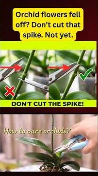 Orchid Flowers Fell Off? DON'T Cut the Spike - Do THIS 🌿🌸