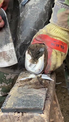 Donkey's hooves in 20260112 are very white