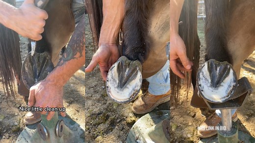 Farrier at Work: The Art of Shoeing a Horse