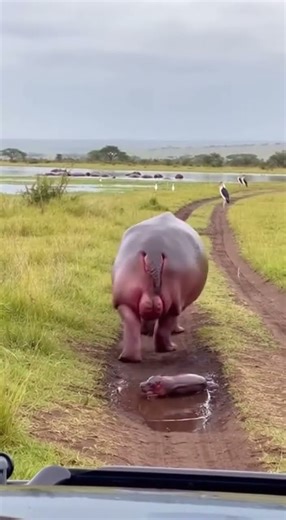 **Triple Birth Shock! Hippo Gives Birth to 3 Calves 😱🦛 | 새끼 하마 3마리 탄생!**