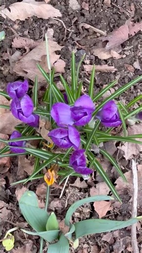Crocus blooming in the spring #crocus #crocusbloom #spring