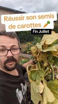 Carottes : semis fin juillet