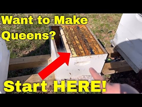How To Make A Queen Cell Builder - Made SIMPLE