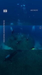 91K views · 1.4K reactions |  Is this the largest standalone coral...