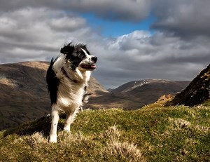 20 dog friendly days out in the Lake District - takethedogs.com