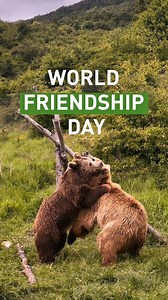 Happy World Friendship Day from our bear-y best friends at BEAR SANCTUARY Prishtina! 🌍🐻💛 While bears are usually solitary, some form strong bonds—especially when raised together or introduced with care. At our sanctuaries, rescued bears get the chance to heal, thrive, and even enjoy the company of fellow bears. 💚 Thanks to species-appropriate care, they can express natural behaviours and, when possible, experience social connections that reduce stress and enrich their lives. 🐾 Here’s to sec