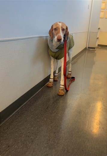 Gouda and his snow shoes! ❄️ #dogtopia