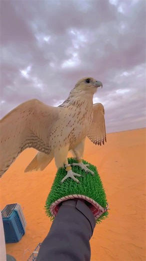 Exploring Falconry with Hunter Zehri