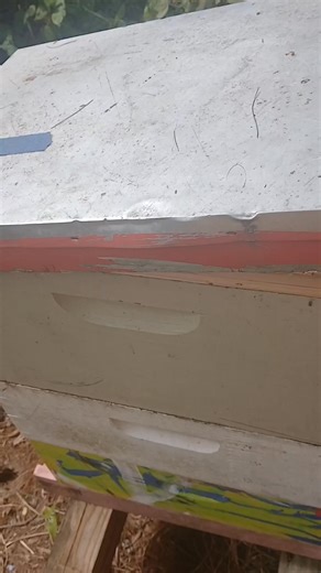 24 hours after putting pro winter from Mann Lake Bee & Ag Supply on a screened inner cover. This is an experiment to see if they can reach it. I'm not feeding it to my hives at this moment. Just seeing it they can reach it. #mannlake #prowinter #beekeeper #bees #winter #beekeeperslife | Mueller Honey Bee