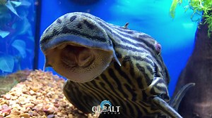 6.3K views · 229 reactions | Royal Plecostomus (Panaque nigrolineatus) this one is the largest Royal pleco I have ever seen it was at least 18". It can probably eat a whole can of Cobalt Algae Grazers..lol..Crazy crazy.. Post a pic of favorite Pleco. Panaque nigrolineatus, the royal panaque, royal pleco, or royal pleco, is a herbivorous freshwater armored catfish native to Brazil, Colombia and Venezuela where it occurs in the Orinoco and Amazon basins. Wikipedia | Cobalt Aquatics | Facebook