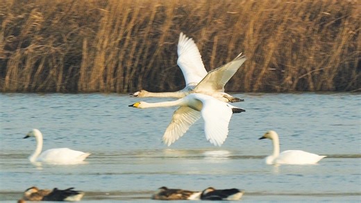 天鹅一家三口点头确认起飞，比翼双飞美到窒息