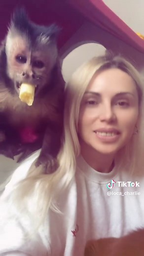 Understanding Capuchin Monkeys as Exotic Pets