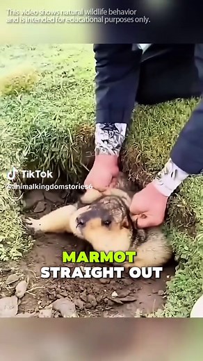 The Fascinating Life of Marmots in the Wild