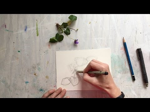 Step by step botanical drawing