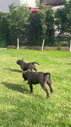 American bully puppies available for a new home! #fyp #puppy #americanbully #foryou #bully #fy #pitbull #dogsoftiktok #puppylove #puppies #americanbullyofficial #bulldog #usa #uk #sibiu #romania
