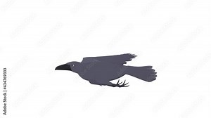 Raven. Crow bird animation, alpha channel enabled. Cartoon