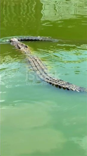 #animals Croc🐊 wolf ki #viralvideo #bigcat #lion