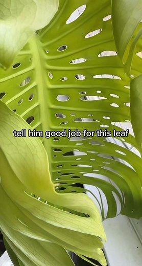 Understanding Monstera Deliciosa Growth Patterns and Internodal Spacing