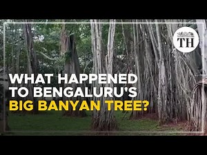 What happened to Bengaluru’s Big Banyan Tree? | The Hindu