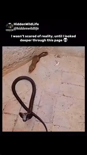 Hidden Wild Nature on Instagram: "The mongoose is a small but fearless predator, renowned for its speed, sharp reflexes, and remarkable intelligence. Found across Africa, Asia, and parts of southern Europe, this agile mammal thrives in grasslands, forests, and even near human settlements. Despite its modest size, the mongoose has earned legendary status for its ability to confront venomous snakes, including cobras—using lightning-fast movements, thick fur, and a natural resistance to venom. High