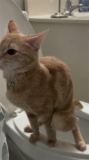 A me me piace a pizza