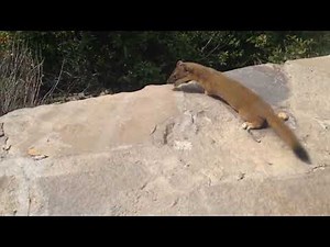Weasel babies climbing a wall (with Half-Life SFX)