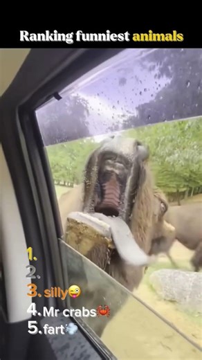 Funniest animal moments pt2: Try not to laugh to these hilarious animals😂💀 #comedywildlife #viral