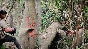 Expert Chainsaw Technique For Big Tree Felling
