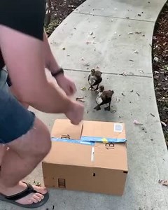 2.4M views · 9.5K reactions | It's a Christmas miracle: a baby duck...