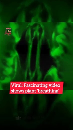 AURANGABAD TIMES on Instagram: "Scientists have developed a palm-sized device called Stomata In-Sight that lets them watch the microscopic “mouths” on plant leaves - stomata - breathing in real time, offering an unprecedented look at how plants exchange gases with their environment. These tiny pores control the intake of carbon dioxide for photosynthesis and the release of oxygen and water vapor, a balance that affects how efficiently plants use water. By combining high-resolution microscopy, pr