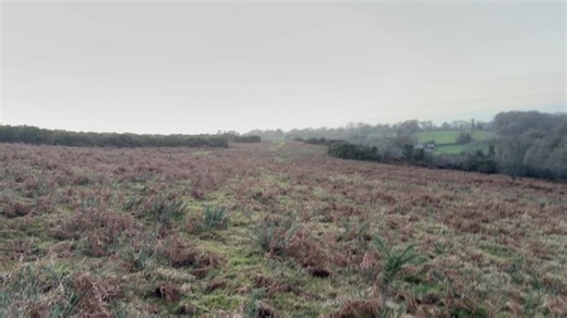 Every single time I blow that whistle or call out a command, I have absolutely no way whatsoever of influencing the outcome. Either my training is good enough, or it isn’t. I wouldn’t dream of charging money to teach people how to achieve a level of freedom and control that I myself cannot demonstrate. Truman here - the darker dog - has never been trained with an e-collar. Years ago, Sherlock - the lighter, older dog - had. As a professional trainer, I feel that it is essential that I am able to