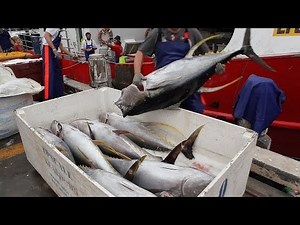 Yellowfin tuna (Thunnus albacares) unloading at Sydney Fish market - Australia