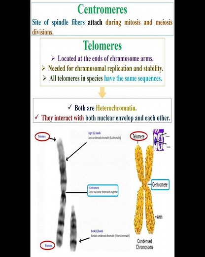 Centromeres and Telomeres #geneticteacher