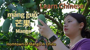 41 reactions · 3 comments | #LearnChinese Embark on a sweet #mango journey to Baise City, the hometown of mango in China! | Discover Guangxi China | Facebook