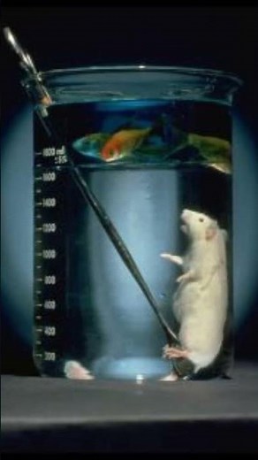 Breathe Underwater?! The Mind-Blowing Power of Perfluorohexane