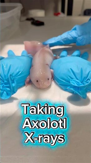 Axolotl: The Cutest X-Ray Patient You’ll See Today