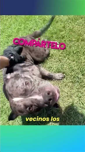Lo llamaron por dos pitbulls peligrosos y pasó esto #shorts