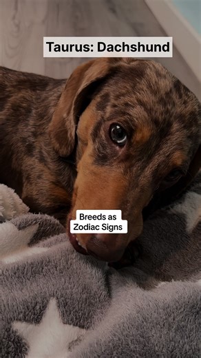 Discover Your Dog's Zodiac Sign and Astrology Traits