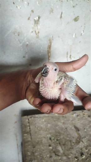 sun conures hand feeding chick 🐥 available #shorts #piler